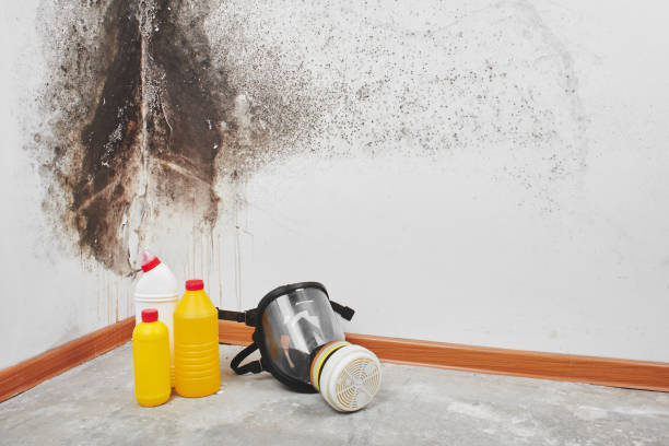 Best Certified Mold Removal  in Normandy, MO