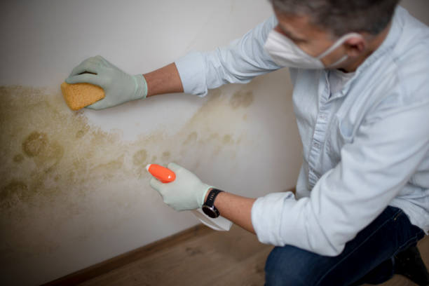 Best Home Mold Removal  in Normandy, MO