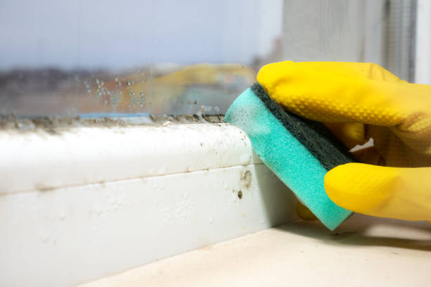 Home Mold Removal in Normandy, MO