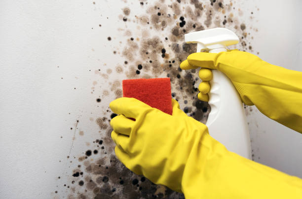 Best Mold Removal and Inspection  in Normandy, MO