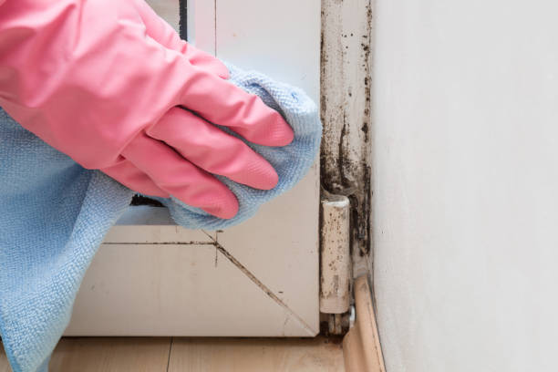 Best Professional Mold Removal  in Normandy, MO