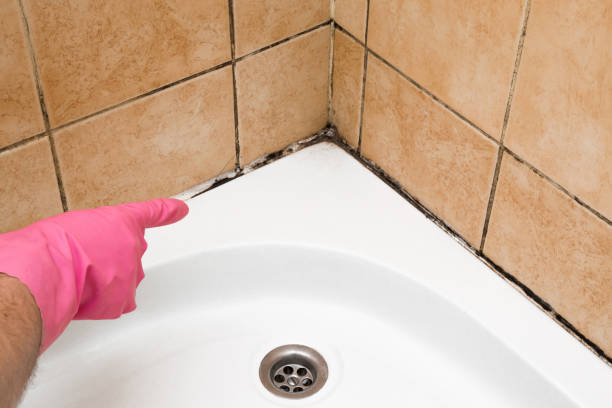 Best Mold Remediation Experts  in Normandy, MO
